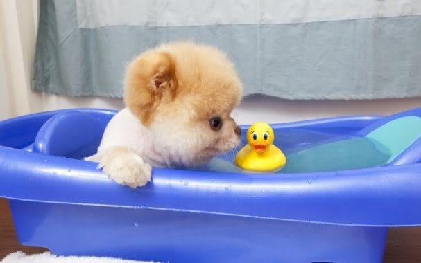 um cão da raça lulu da pomerânia tomando banho em uma banheira.