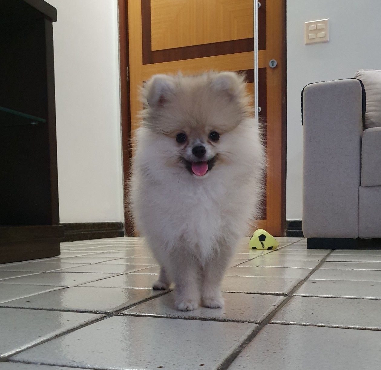 um cão da raça lulu da pomerânia na pelagem branca.