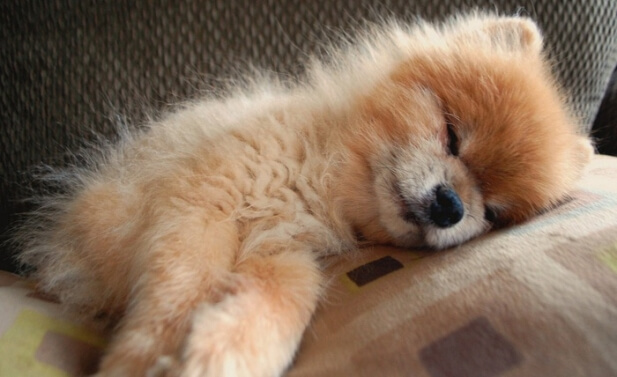 um cão da raça lulu da pomerânia deitado com desidratação