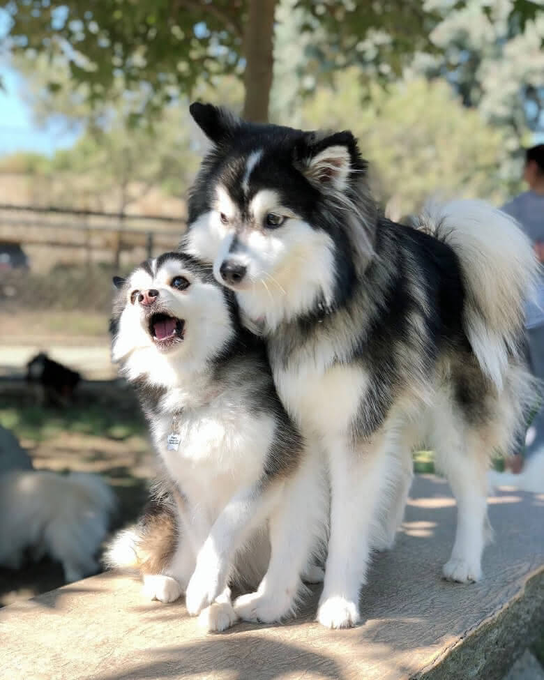 dois cãoes juntos, eles são cruzamento das raças lulu da pomerânia com husky siberiano.