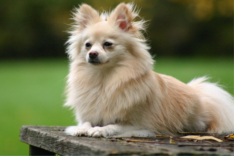 um cão da raça lulu d apomerânia.