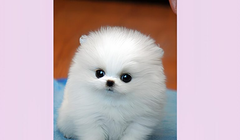 Um cão da raça lulu da pomerânia micro na pelagem branca.