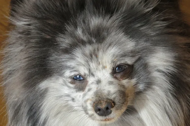 um cão da raça lulu da pomerânia com problemas de retina
