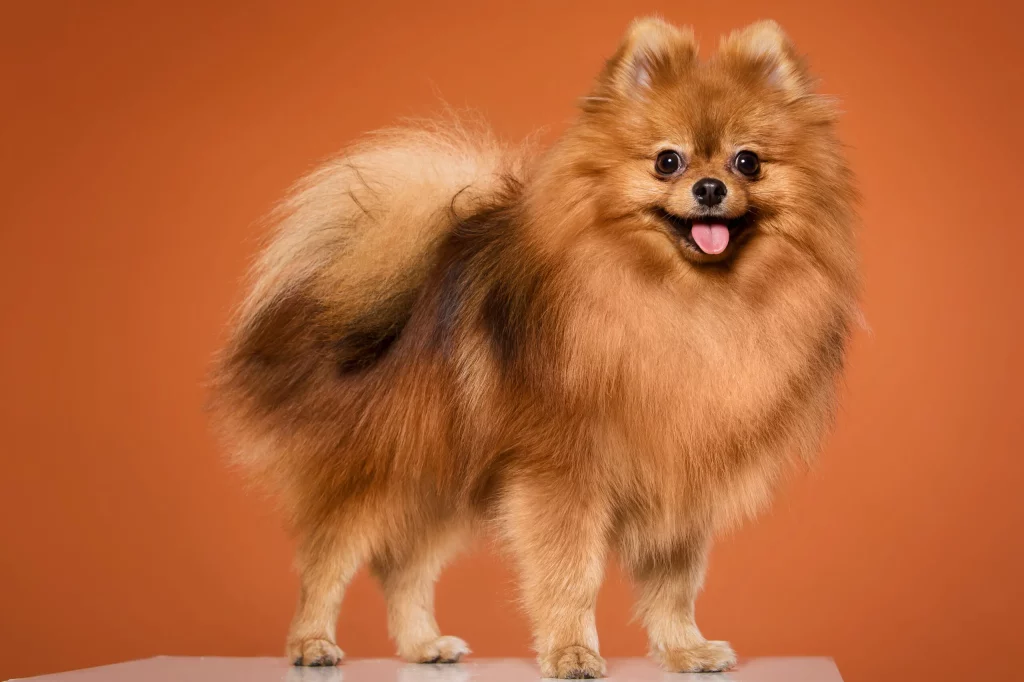 um cão da raça lulu da pomerânia com a pelagem laranjada.