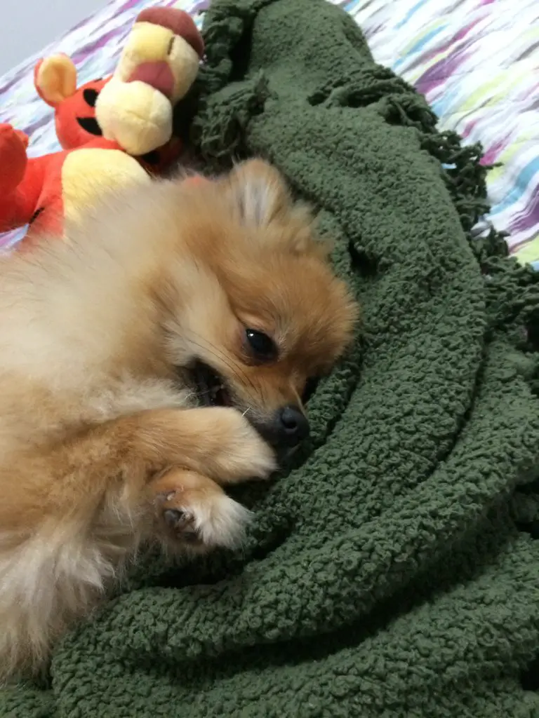 um cão da raça lulu da pomerânia deitado em cima de um cobertor verde com brinquedos pet.