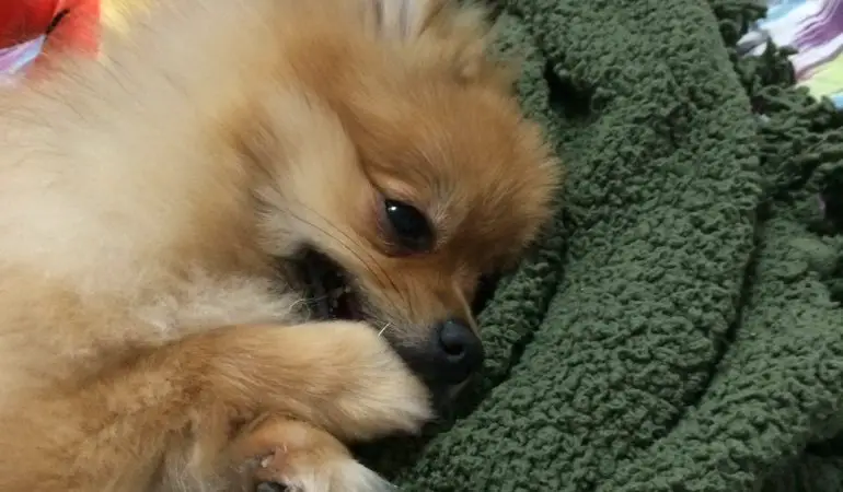 um cão da raça lulu da pomerânia deitado em cima de uma coberta verde com brinquedos pets.