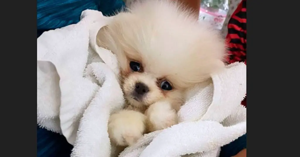 um cão filhote da raça lulu da pomerânia enrolado em uma toalha de banho branca.