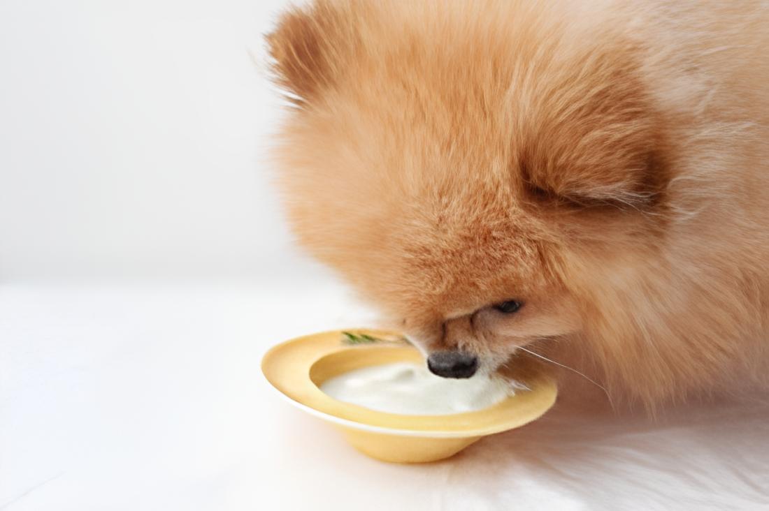 um cão da raça lulu da pomerânia comendo em um pratinho.