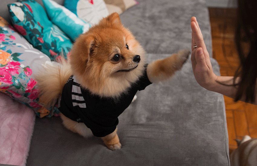 um cão da raça lulu da pomerânia com uma roupinha sentado em um sofá dando a patinha para sua tutora.