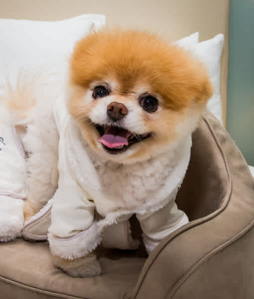 um cão da raça lulu da pomerânia com roupinha pet de frio em cima de um sofá.