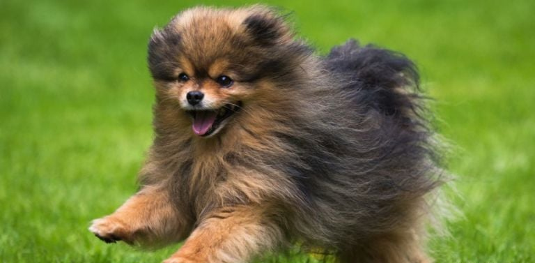 Vitaminas para lulus da pomerânias