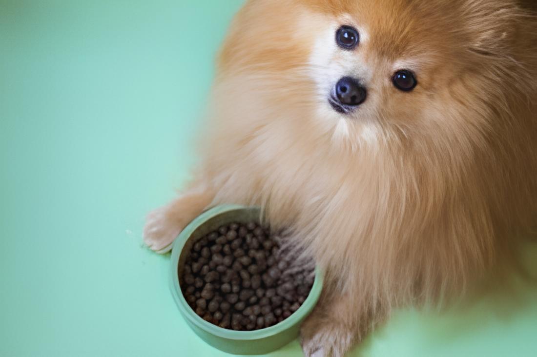 um cão da raça lulu da pomerânia sentado comendo ração.