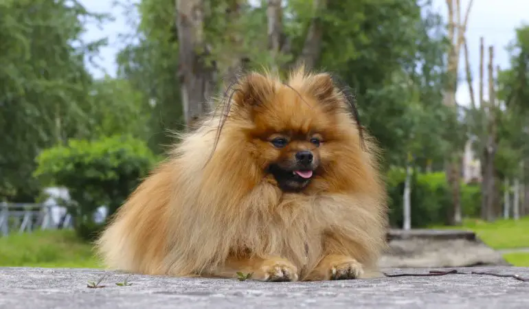 um cão da raça lulu da pomerânia deitado descansando.