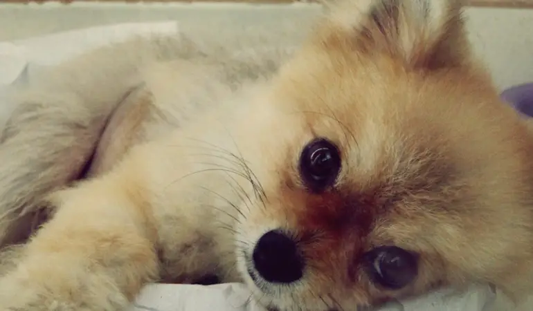 um cão da raça lulu da pomerânia deitado no chão.