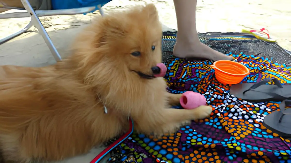 um cão da raça lulu da pomerânia deitado em uma sombra de guarda sol em um praia.