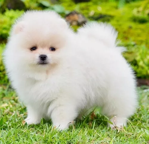 um cão da raça lulu da pomerânia na pelagem branca em um gramado.