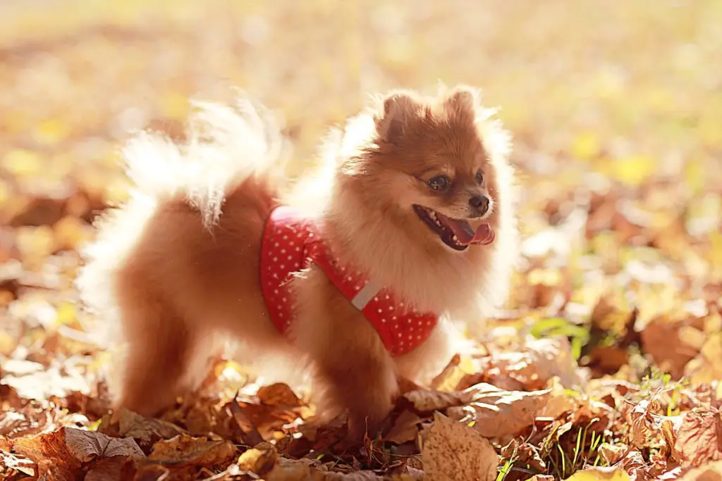 um cão da raça lulu da pomerânia em um gramado com muitas folhas secas.