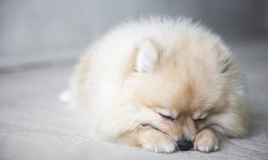 um cão da raça lulu da pomerânia deitado com sintomas de desidratação