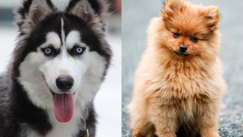 dois cães sendo um da raça lulu da pomerânia e outro husky siberiano