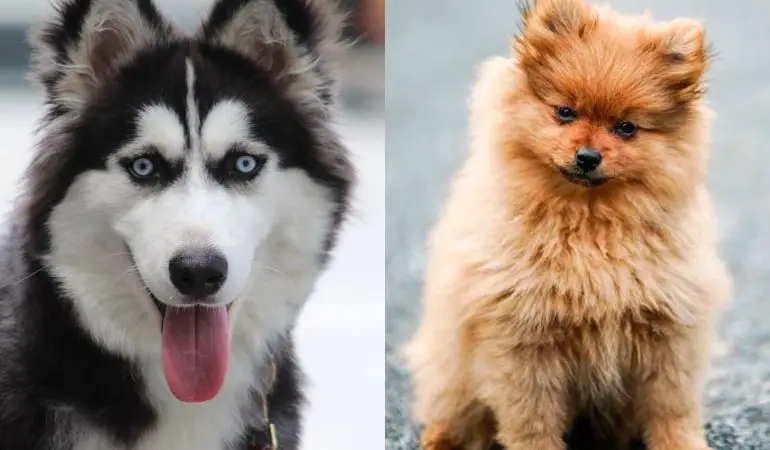 dois cães, um da raça lulu da pomerânia e outro husky siberiano