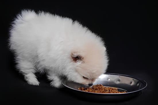 um cão da raça lulu da pomerânia comendo ração