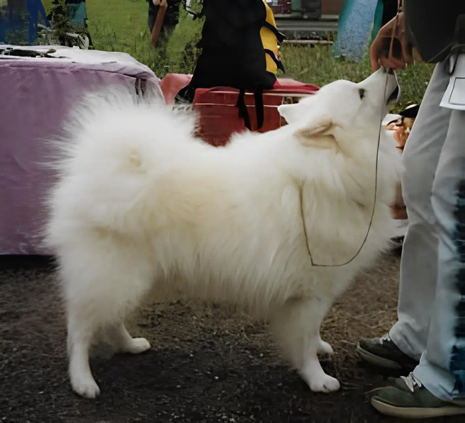 um lulu d apomerânia de porte grande