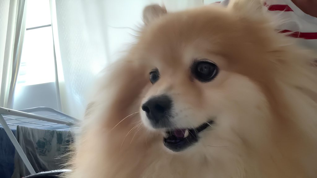 um cão da raça lulu d apomerânia.