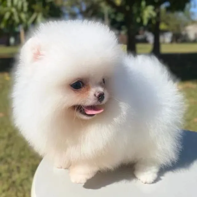 um cão da raça lulu da pomerânia micro na pelagem branca.