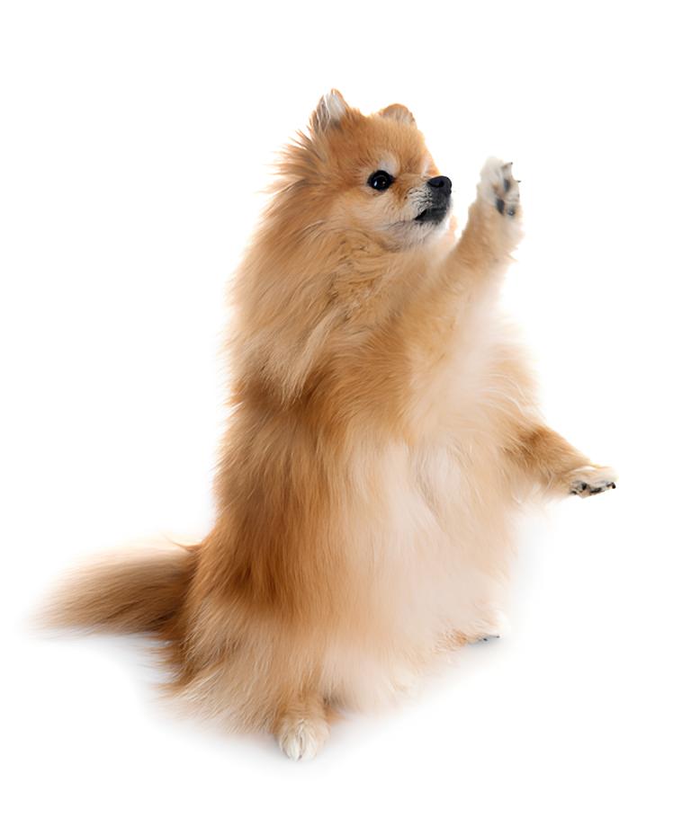 um cão da raça lulu da pomerânia dando a patinha.