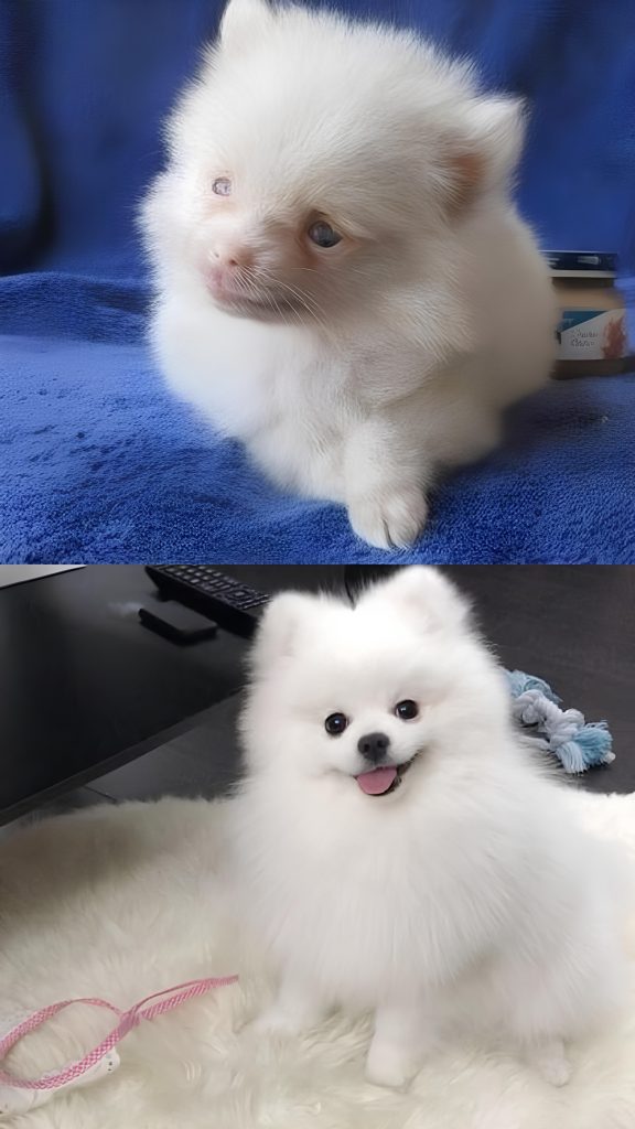 Dois cães da raça lulu da pomerânia, sendo um deles filhote e com albinismo.