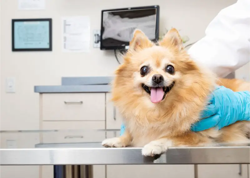 um cão da raça lulu da pomerânia sendo avaliado por um veterinário.