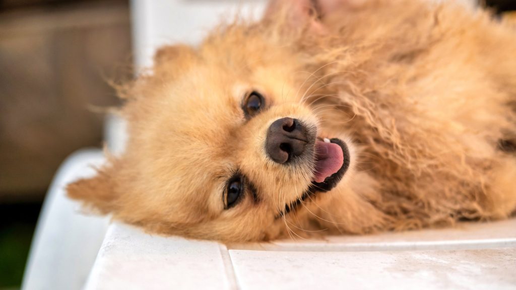 um cão da raça lulu da pomerânia feliz.
