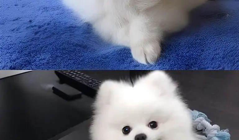 Dois cães da raça lulu da pomerânia, sendo que um deles é albino e outro com pelagem branca