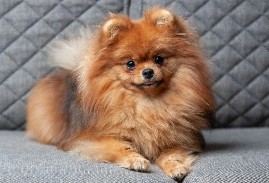 um cão lulu da pomerânia sentado em um sofá.