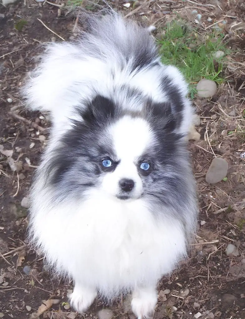 um cão da raça lulu da pomerânia com olhos azuis na pelagem cinza e branco
