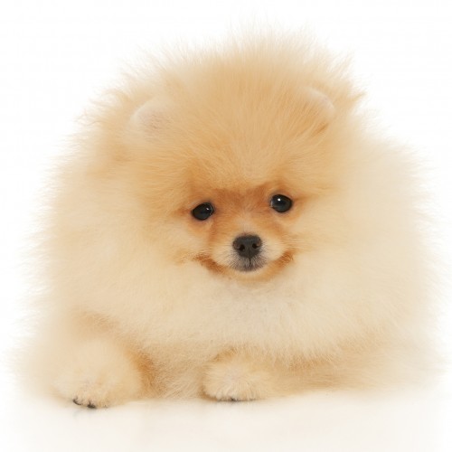 um cão da raça lulu da pomerânia na pelagem clara.