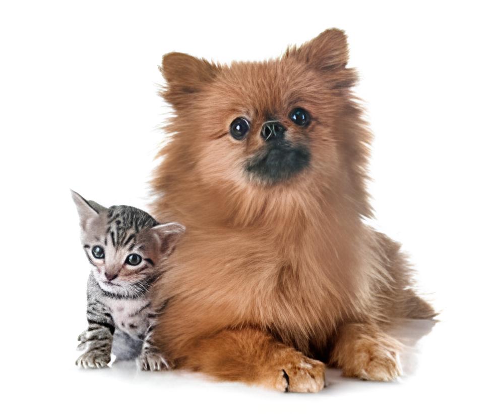 um cão da raça lulu da pomerânia deitado ao lado de um filhote de gatinho.