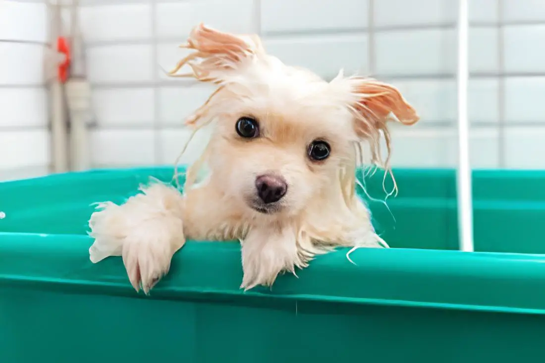 um cão da raça lulu da pomerânia tomando banho em um balde.