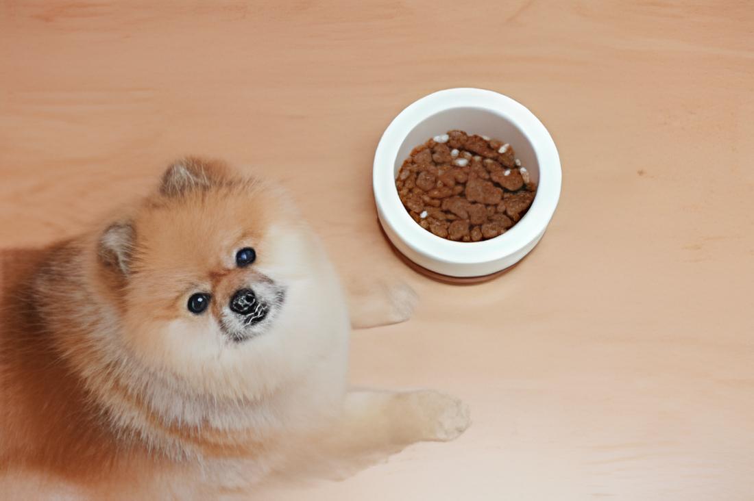 um cão da raça lulu da pomerânia com uma dieta balenceado por causa de diabetes