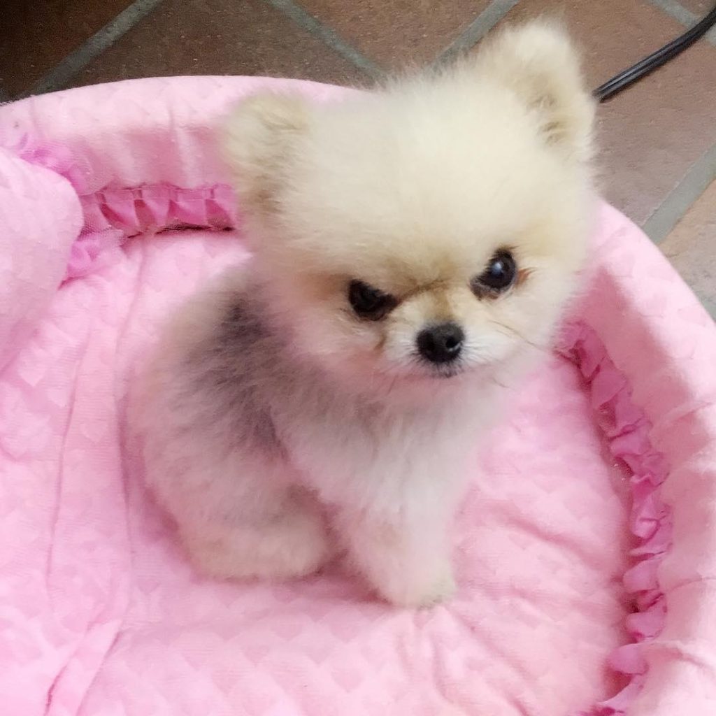 um cão da raça lulu da pomerânia bravo.