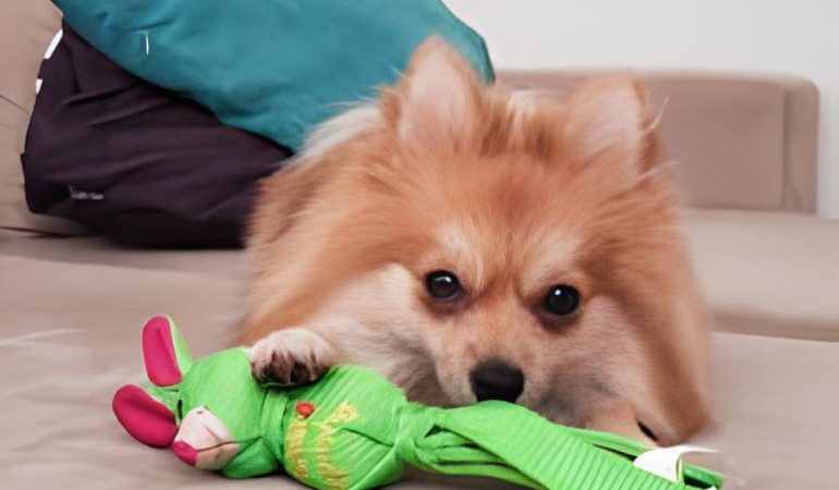 um cão da raça lulu da pomerânia deitado em cima de um sofá com seu brinquedo pet.