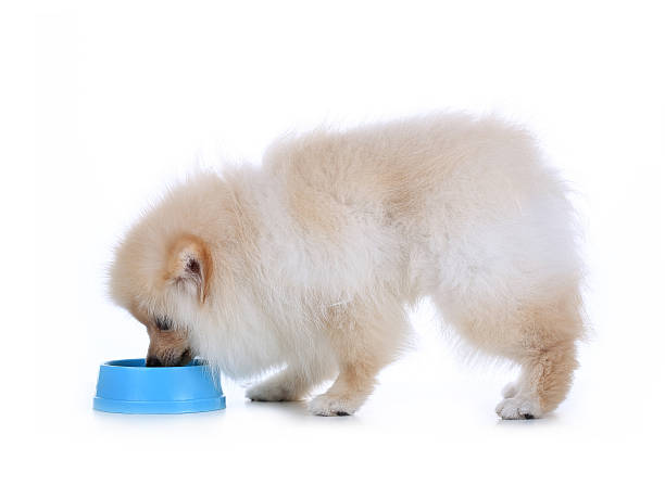 um cão da raça lulu da pomerânia comendo ração