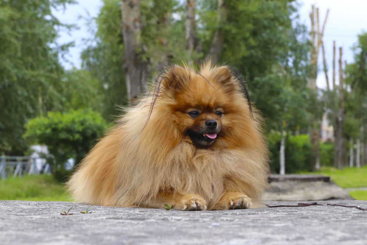 um cão da raça lulu da pomerânia deitado descansando.