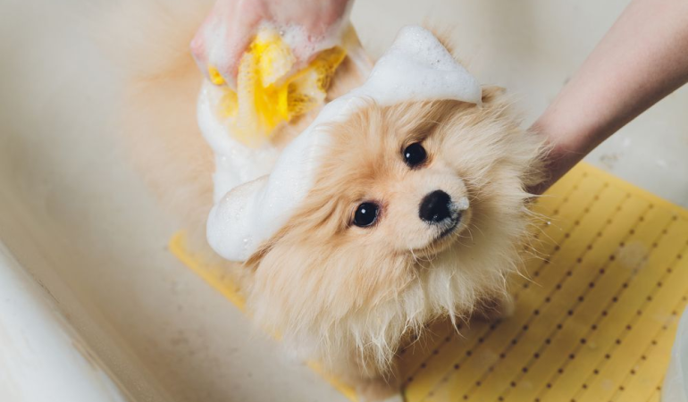 Uma cão da raça lulu da pomerânia tomando banho.