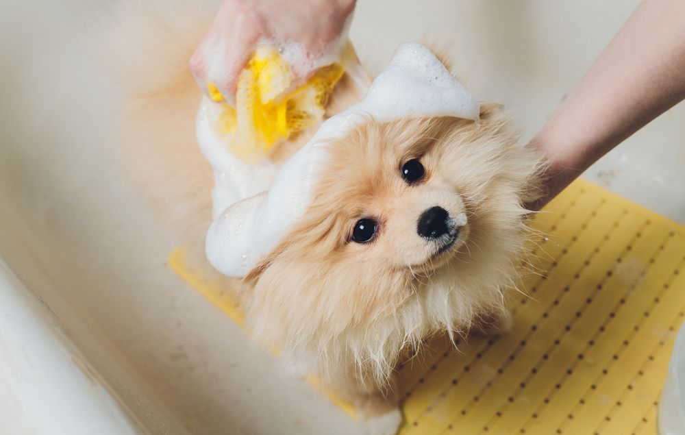 um cão da raça lulu da pomerânia tomando banho