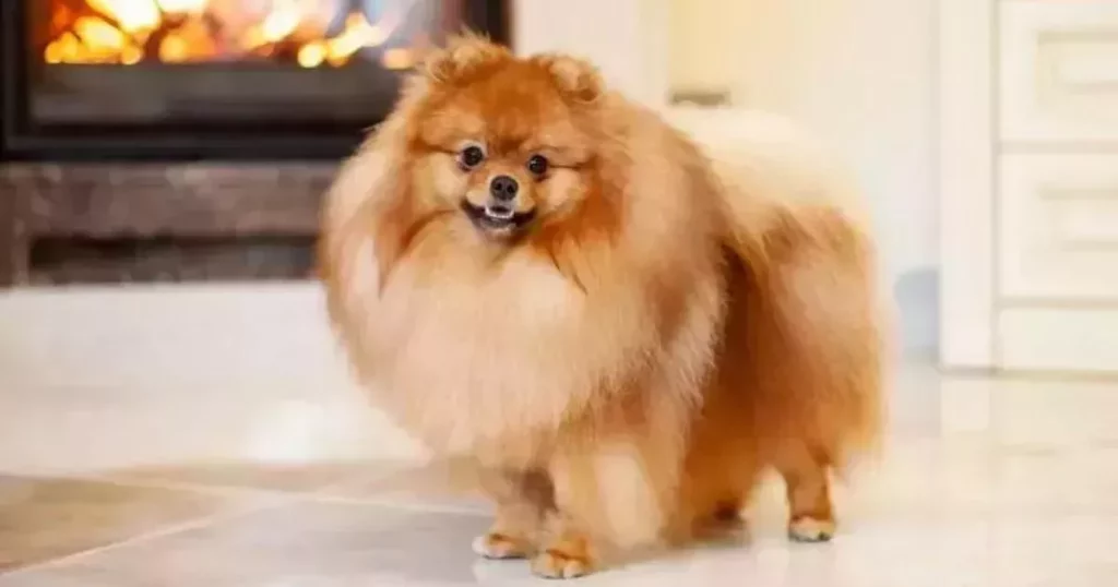 um cão da raça lulu d apomerânia adolecente.