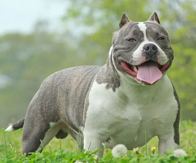 um cão da raça american bully em um gramado.