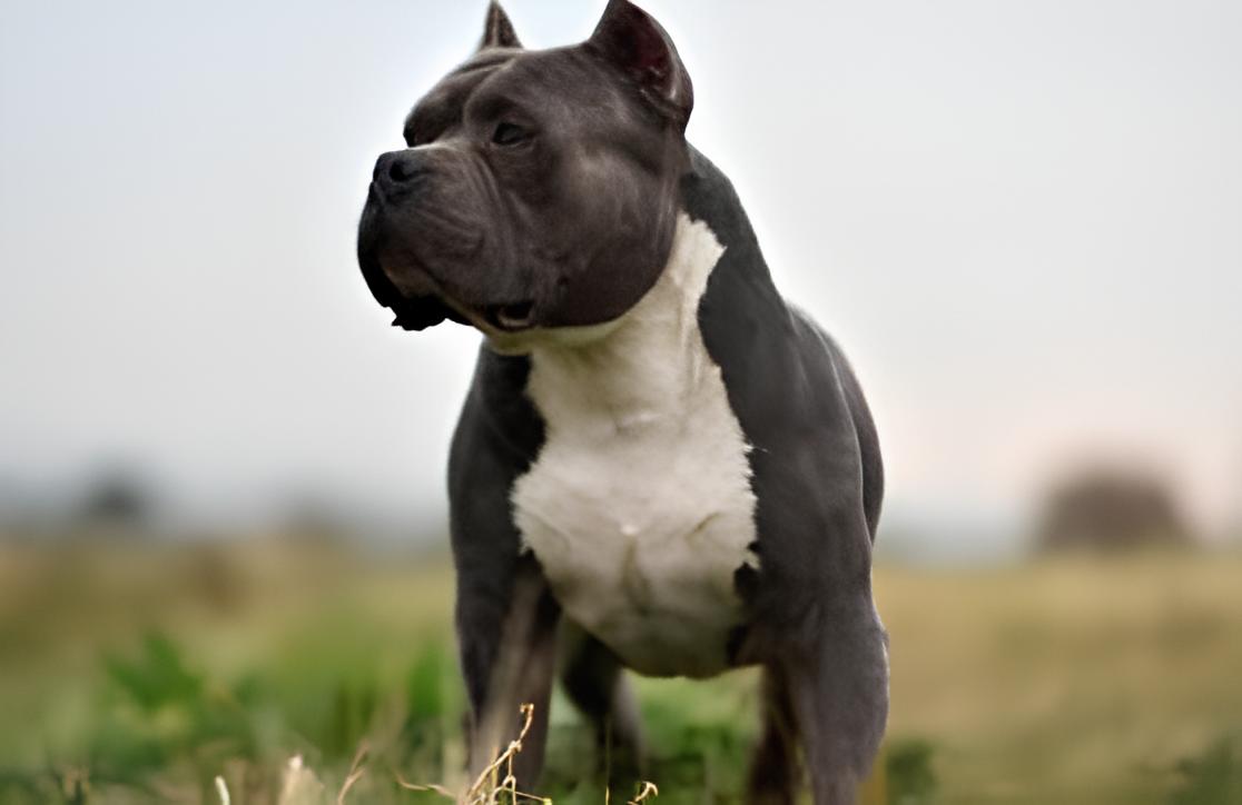 um cão da raça american bully em um gramado.