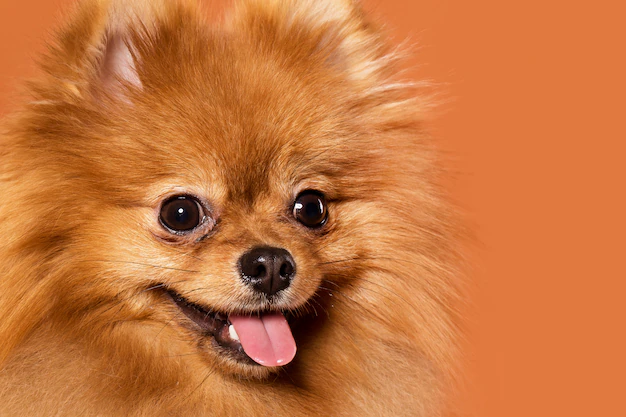 um cão da raça lulu da pomerânia com língua de fora.