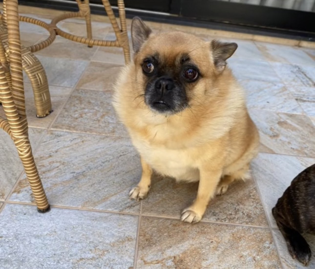 um cachorro resultado do cruzamento das raças lulu da pomerânia e pug